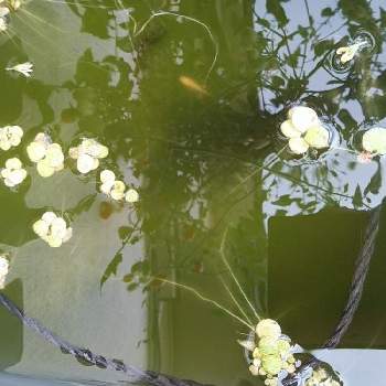 浮草の画像 by はまなすさん | お出かけ先と浮草と散歩道と癒しの時と外出先とご近所の庭
