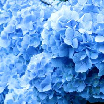 個人宅の紫陽花公園の投稿画像一覧 Greensnap グリーンスナップ