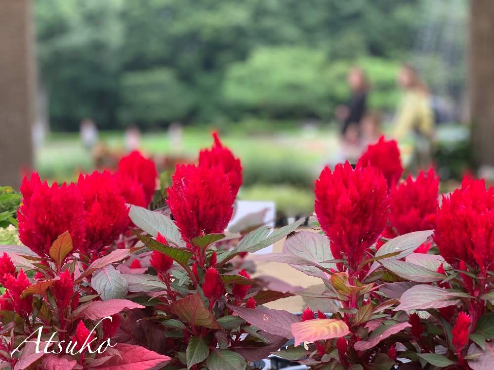 ケイトウの投稿画像 By まりももさん 赤い花と夏の花 19月7月30日 Greensnap グリーンスナップ
