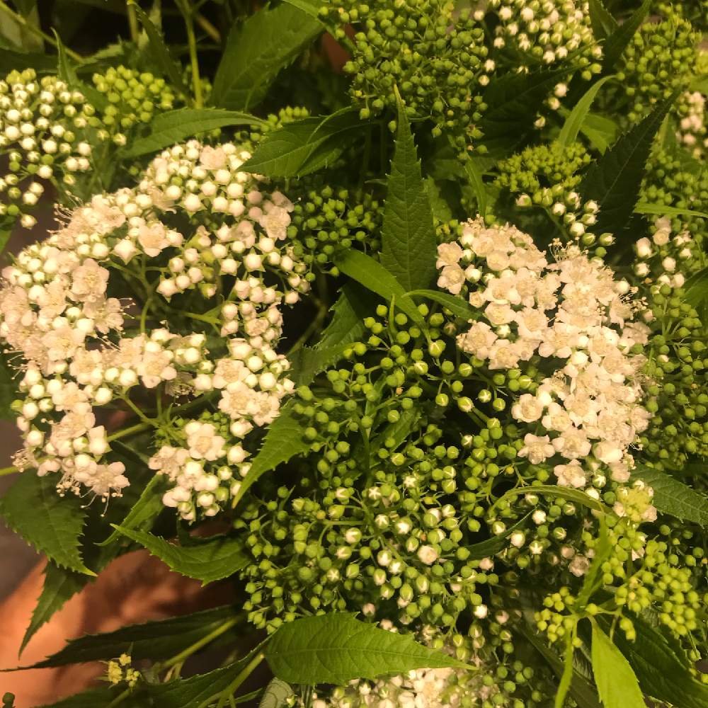 シモツケ の投稿画像 By みきさん 下野シモツケ 19月7月30日 Greensnap グリーンスナップ