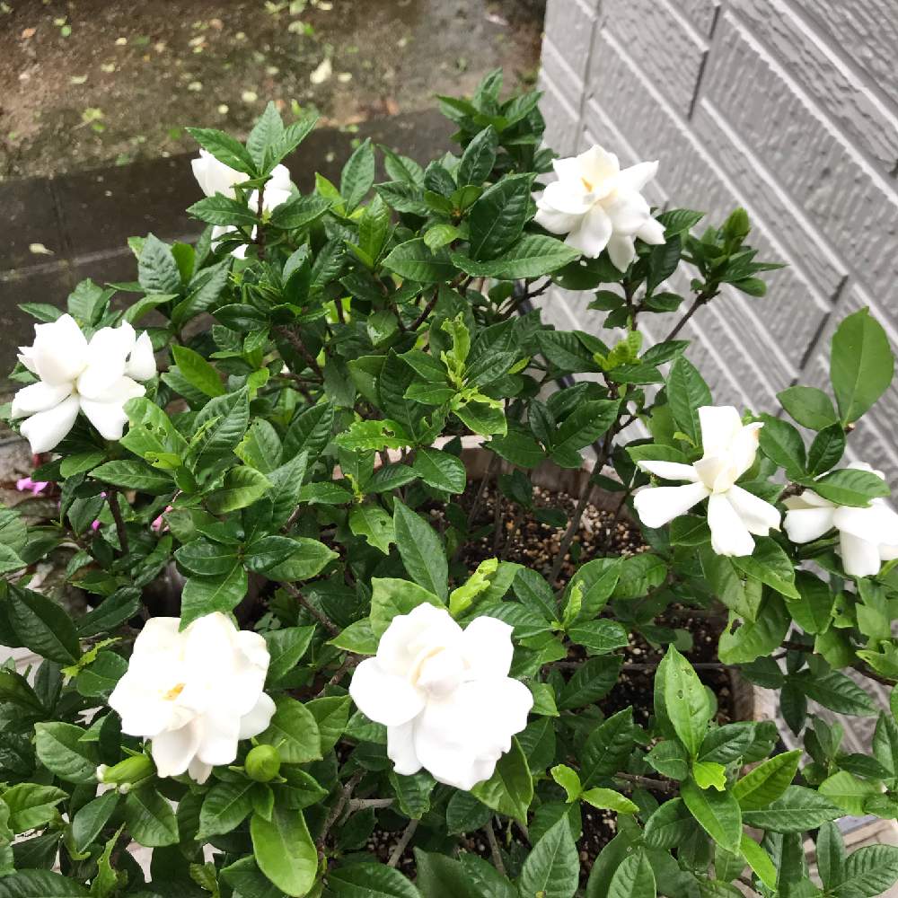 八重咲きクチナシの投稿画像 By いっこちゃんさん かわいいと白い花と花のある暮らしといいかおり 19月7月31日 Greensnap グリーンスナップ