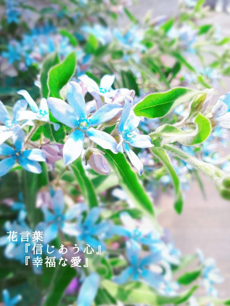 美しい花の画像 ロイヤリティフリー花 言葉 ブルー スター