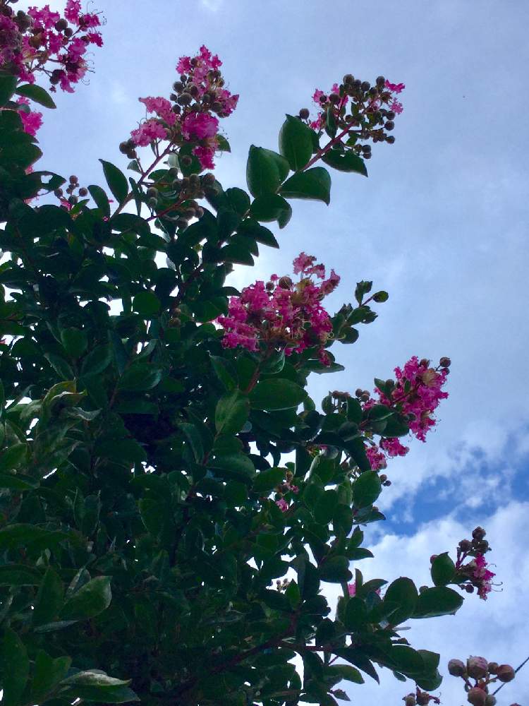 サルスベリの投稿画像 By んももさん 百日紅 サルスベリ とピンク色の花と夏本番と濃いピンクの花とピンクのモフモフ 19月7月31日 Greensnap グリーンスナップ