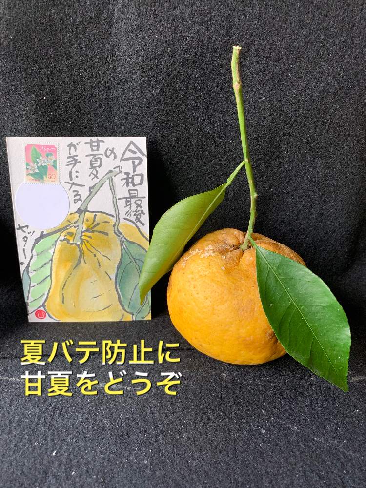 絵手紙の投稿画像 By うめちゃんさん 我が家の果物 19月7月31日 Greensnap グリーンスナップ