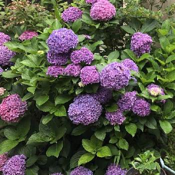 ピンク紫グラデーションの投稿画像一覧 Greensnap グリーンスナップ