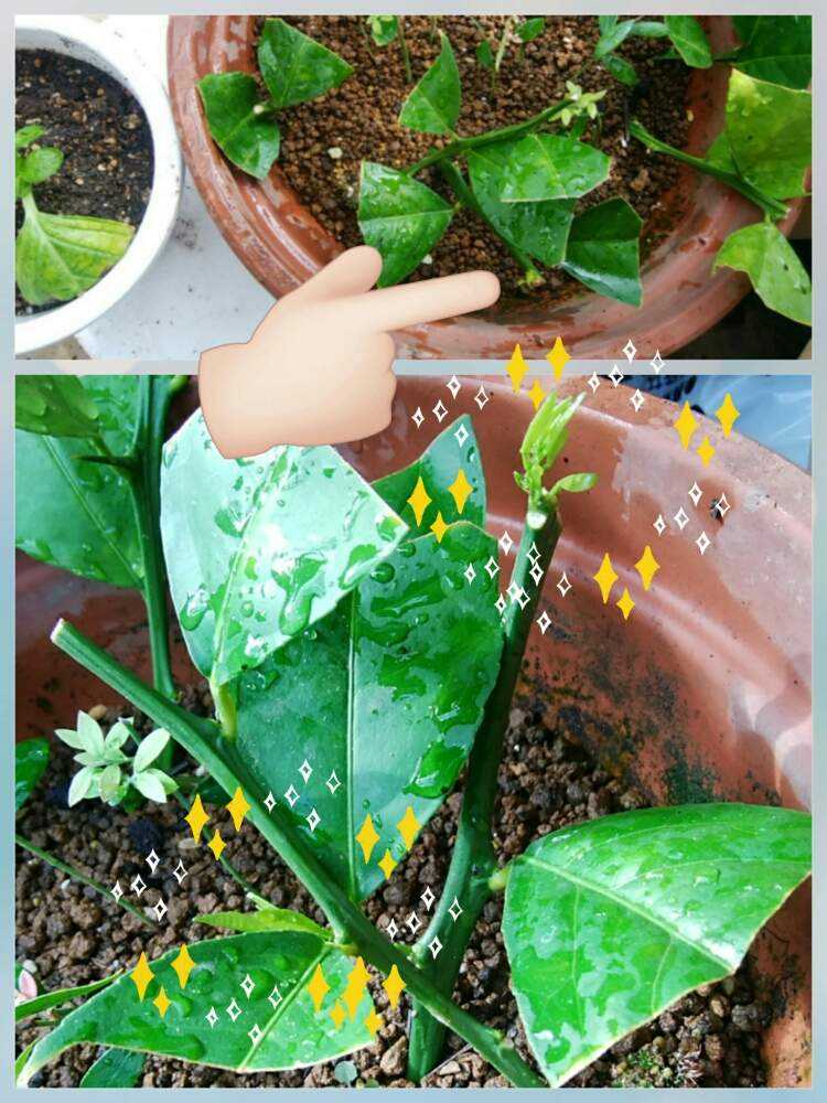 レモンの挿し木 Greensnap グリーンスナップ