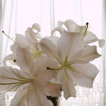 一番好きな花の画像 by なつめぐさん | 窓辺とカサブランカとユリとありがとう♡と今日のお花と白い花とユリの花と一番好きな花