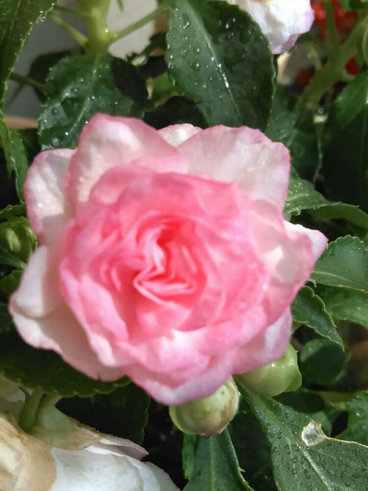 カルフォニアローズ フィエスタの投稿画像 By Katsu1717さん 花のある暮らし 19月7月31日 Greensnap グリーンスナップ