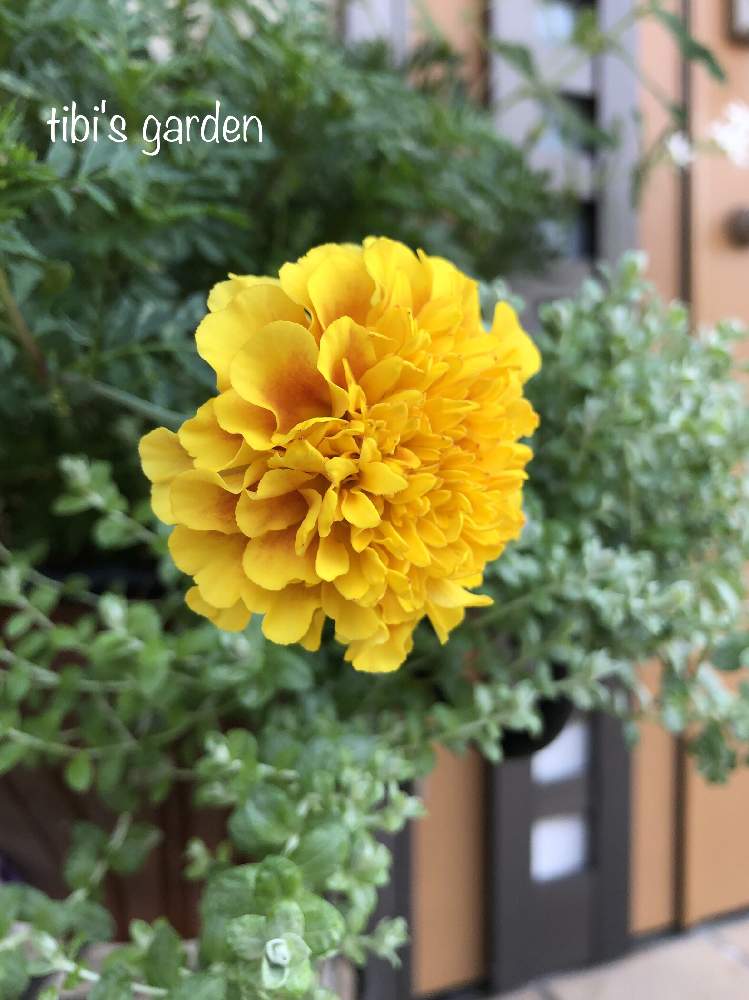 ヘリクリサムの投稿画像 By Tibiさん フレンチマリーゴールドと夏の花となかなか咲かないとマリーゴールド 黄色 オレンジと花 のある暮らしとかわいいな とやっと咲いた と夏でも元気な花フォトコン 19月7月31日 Greensnap グリーンスナップ