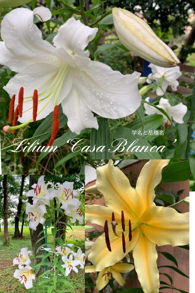 カサブランカの投稿画像 By Kane Flowerさん うちのカサブランカ と公園のもと花のある暮らしと埼玉県と中ぐらいの庭と白い植物フォトコンとユリとおうち園芸とウットリとうちのカサブランカと公園のもと花のある暮らしと埼玉県と中ぐらいの庭と白い植物フォトコン