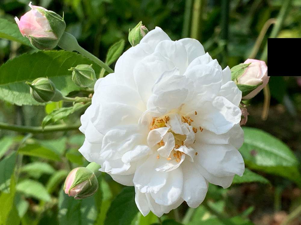 バラの投稿画像 By まさこさん エメ ヴィベールと花のある暮らしとばら バラ 薔薇と夏でも元気な花フォトコン 19月7月31日 Greensnap グリーンスナップ