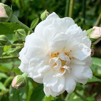 エメ ヴィベールの投稿画像一覧 Greensnap グリーンスナップ