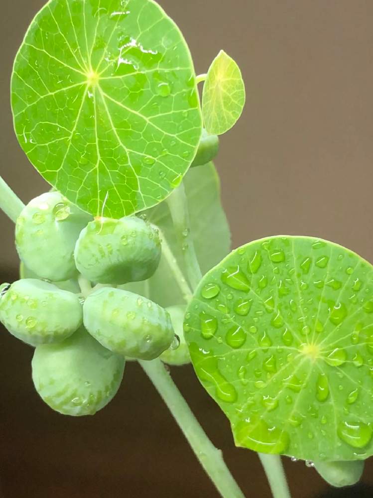 ステファニア エレクタの投稿画像 By Rayさん 部屋と多肉植物と多肉男子と水質浄化 根腐れ防止策と観葉植物と植物男子とたぶん と植え替えと根腐れと相談と塊根植物とステファニア属とジャングル化計画と水滴とflowervillageとぷっくりと多肉植物と多肉男子と水質浄化