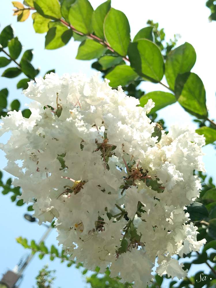 サルスベリ の投稿画像 By Sachieさん 夏に咲く花と百日紅 サルスベリ と花のある暮らしと白い花とサルスベリの花と夏らしい 19月7月31日 Greensnap グリーンスナップ