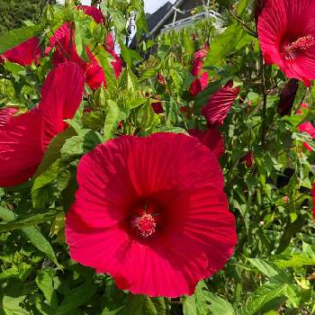 10連休何する？の画像 by haru haruさん | 広い庭とタイタンビカスと花のある暮らしと10連休何する？と夏でも元気な花フォトコン