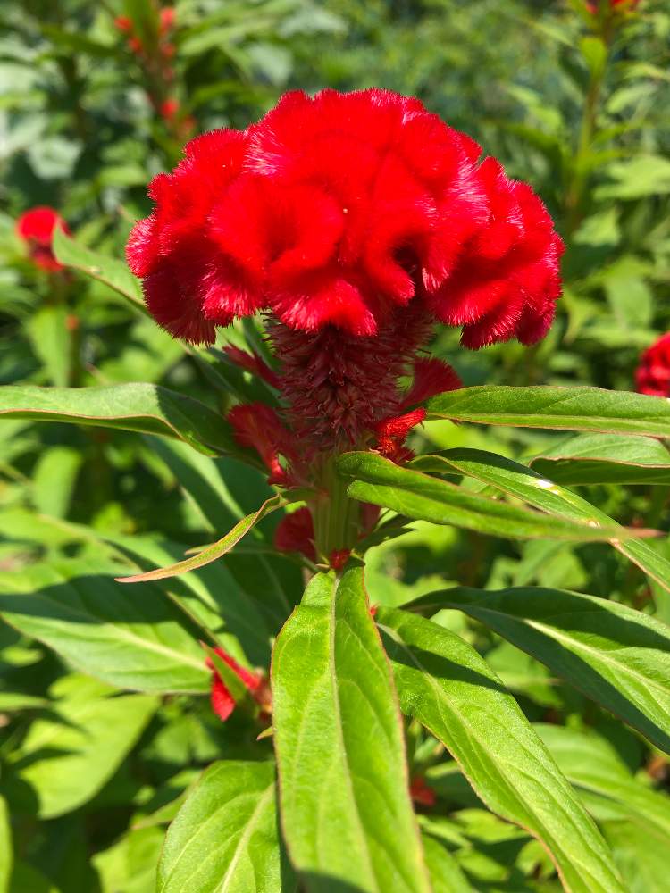 夏の花の投稿画像 By 山ちゃんさん 花のある暮らしと赤いケイトウ 19月7月31日 Greensnap グリーンスナップ