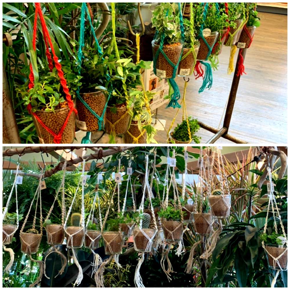 マクラメハンガーの投稿画像 By カインズさん サボテン科と観葉植物 と入荷情報 とマクラメプラントバンガーとゆらゆらとホームセンターとマクラメハンギングとカインズ浦和美園店とcainzとカインズホーム 19月7月31日 Greensnap グリーンスナップ