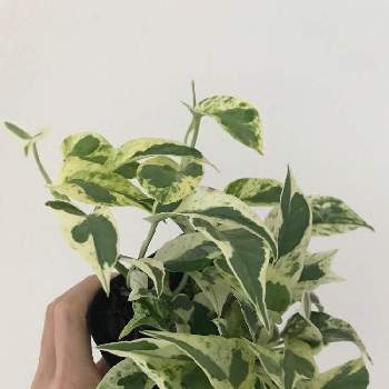 希少 Heart Exclamation 天芽 Heart Exclamation ポトス エクセレント Dai E Atai 植物 観葉植物 Cpmalaysia Com