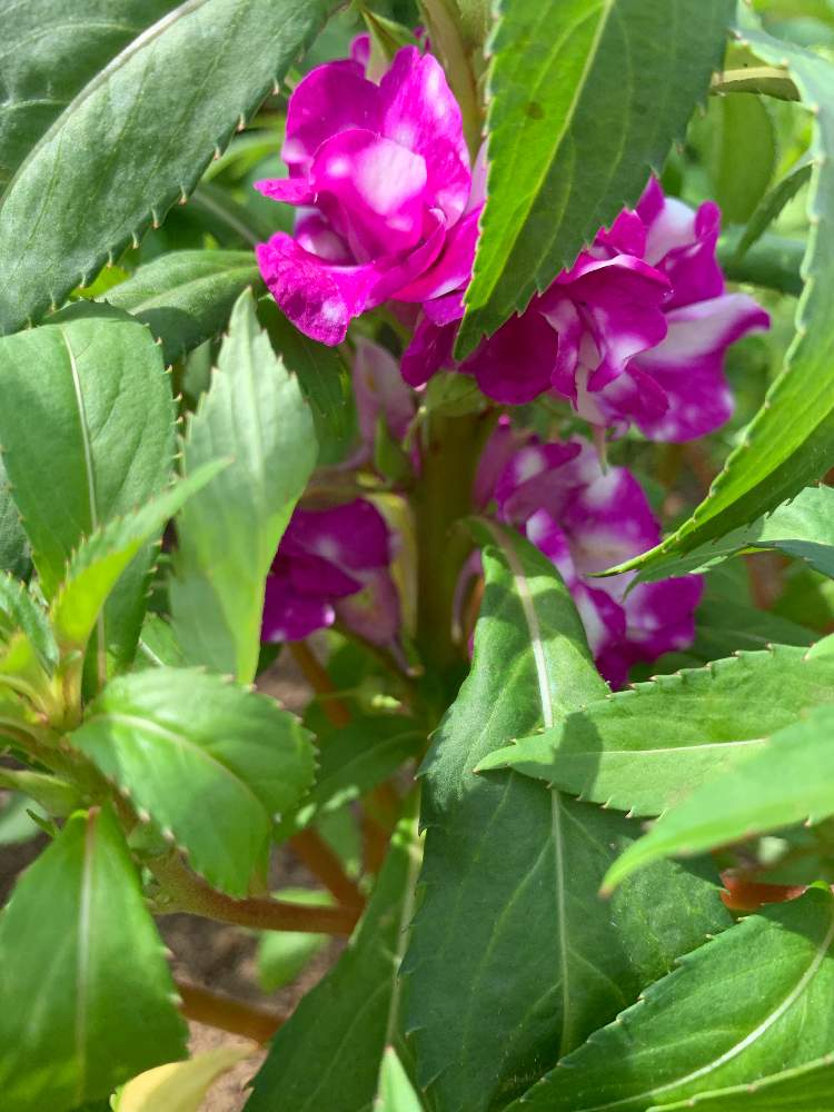 ホウセンカの投稿画像 By かぶれちゃんさん 岩手県とお花が好きと季節を感じると我が家の庭と花のある暮らし 19月7月31日 Greensnap グリーンスナップ