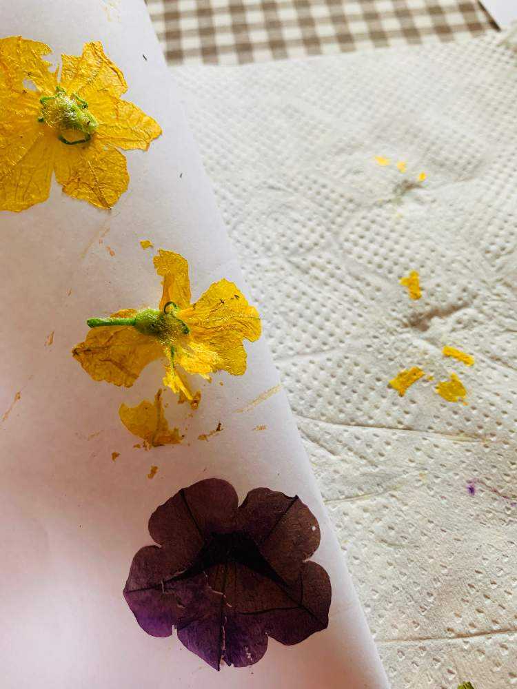 押し花に初挑戦 Greensnap グリーンスナップ