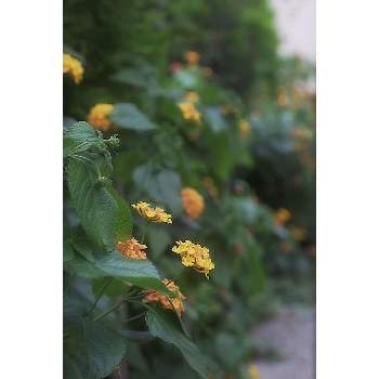 夏でも元気な花フォトコンの画像 by nesoさん | ランタナとローカルカメラマンかな？！（笑）と夏でも元気な花フォトコンとベイヤーと東京都千代田区