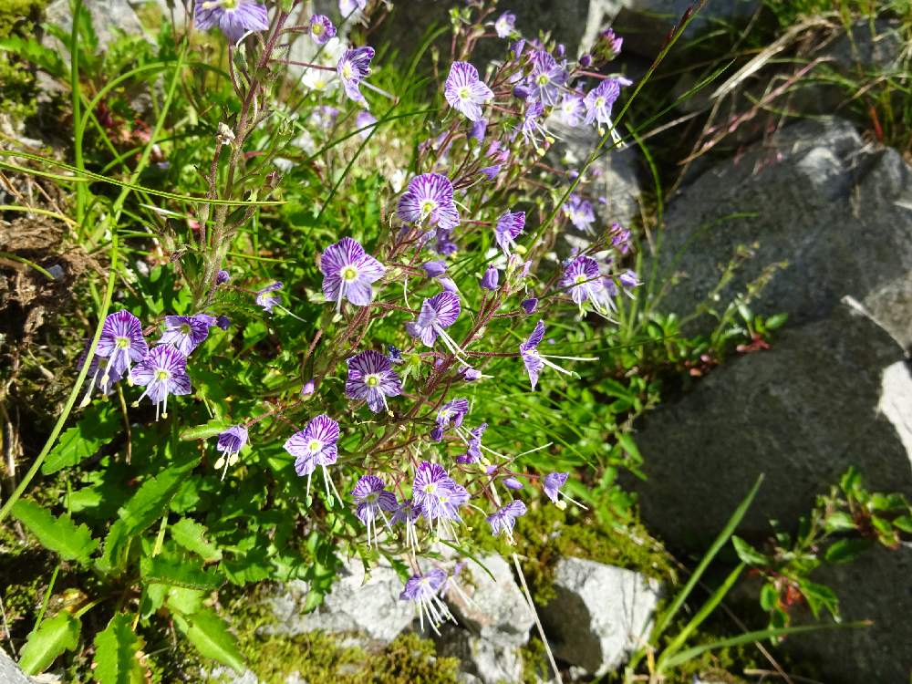 ミヤマクワガタの投稿画像 By Chikoやんさん 山に咲く花と過去写真とお花いっぱいとかわいいな と高山植物類 19月7月31日 Greensnap グリーンスナップ