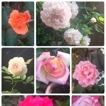 夏でも元気な花フォトコンの画像 by リーさん | 小さな庭と赤い薔薇とレイニーブルーとバラ ジュビレデュプリンスドゥモナコとバラ クリスティアーナとアンネの思い出とダフネとジュビレドゥプリンセスドゥモナコと幸せ♡と咲いてくれてありがとう❤と手作りの庭とバラ大好きとGS映えと梅雨明け楽しみと心惹かれると❤️いいね、ありがとうとうちの花は美人さん！とたまらない！と花のある暮らしと夏でも元気な花フォトコンと朝の楽しみと薔薇好きさんと繋がりたい