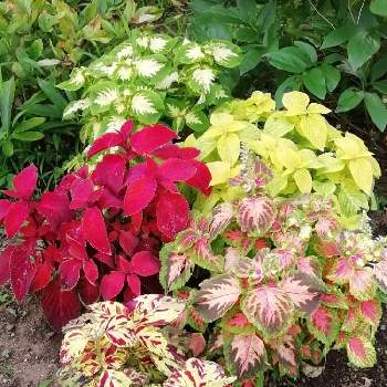夏でも元気な花フォトコンの画像 by のんのん(^-^)さん | 小さな庭と花のある暮らしと夏でも元気な花フォトコン