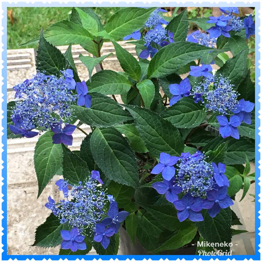 ヤマアジサイ 藍姫の投稿画像 By 三毛猫さん 紫陽花と花のある暮らしと初夏のお花と濃い青色の花 19月8月1日 Greensnap グリーンスナップ