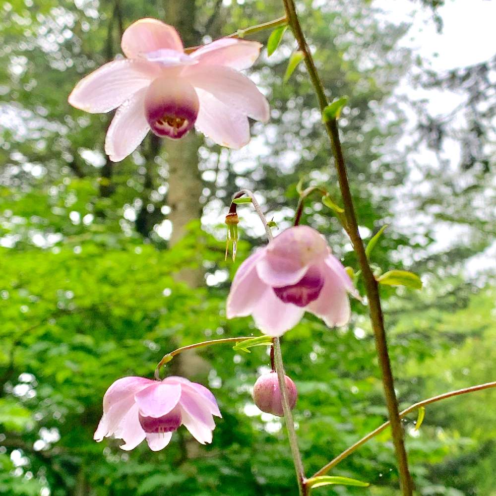 レンゲショウマの投稿画像 By Pt Yamahiroさん スマホ撮影と六甲高山植物園と山野草と花壇とフラワーと紫色の花とgs映えとつぼみと植中毒とお花畑 と花好きと花のある暮らしとお花とお花好きとボタニカルスポット19夏と高山植物類 19月8月1日 Greensnap