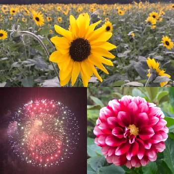 夜空のお花の画像 by みみゆさん | お出かけ先と夜空のお花と花の15年組