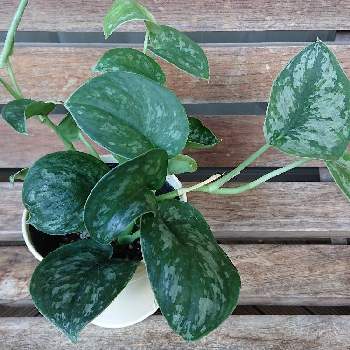 アクタスの投稿画像一覧 Greensnap グリーンスナップ