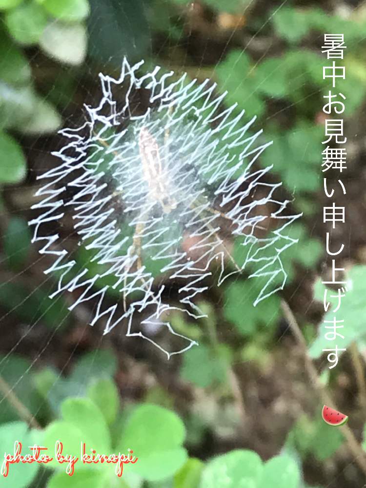 ジグザグ蜘蛛の巣の投稿画像 By キノピーさん 梅雨明けと埼玉ンズ倶楽部とダルマん出動とgsミニモニ と植中毒とバラと夢clubとタニラーと暑中お見舞い申し上げますとgsミニモニ No 7と比企29とたにおたくらぶとたにおたくらぶｎｏ 68 19月8月1日 Greensnap