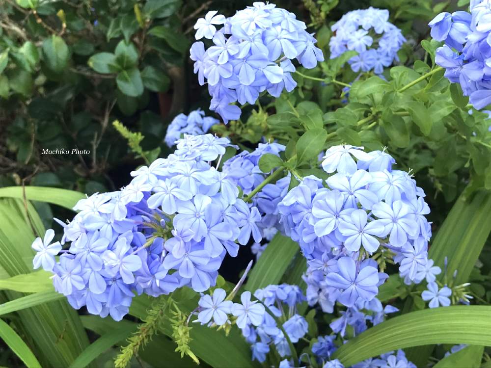 青い花の投稿画像 By さくら餅子さん ルリマツリ と花のある暮らしと紫の花と庭の宿根草と小さな庭と青紫の花と青い花とルリマツリ と花のある暮らしと紫の 花と庭の宿根草と青紫の花 19月8月1日 Greensnap グリーンスナップ Greensnap グリーンスナップ