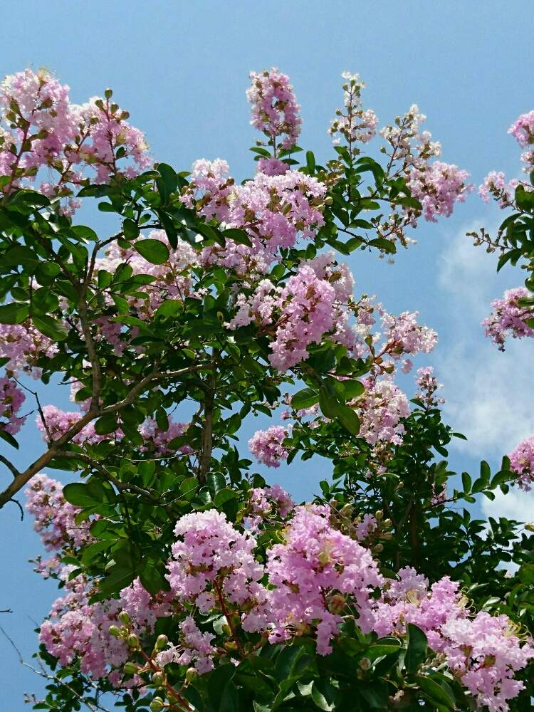 サルスベリの投稿画像 By Silviaさん サルスベリ属とピンク色と猛暑とミソハギ科と花のある暮らし 19月8月1日 Greensnap グリーンスナップ