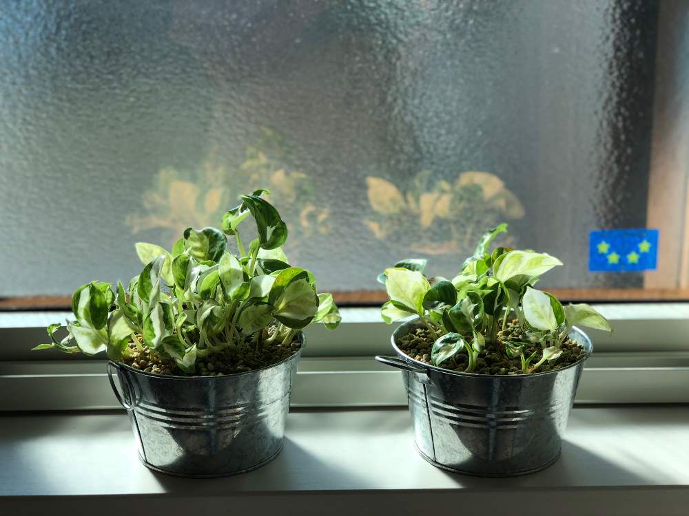 ポトスグローバルの投稿画像 By 銀太さん 深呼吸したくなる部屋フォトコンとgs映えとポトス とgreensnapmarcheと北海道とgreen Up 19月8月1日 Greensnap グリーンスナップ