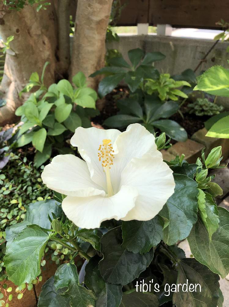 ハイビスカスの投稿画像 By Tibiさん ハイビスカス ロングライフとハイビスカス ガイアと夏の花と花のある暮らしとハイビスカスの花と白いハイビスカス 19月8月1日 Greensnap グリーンスナップ