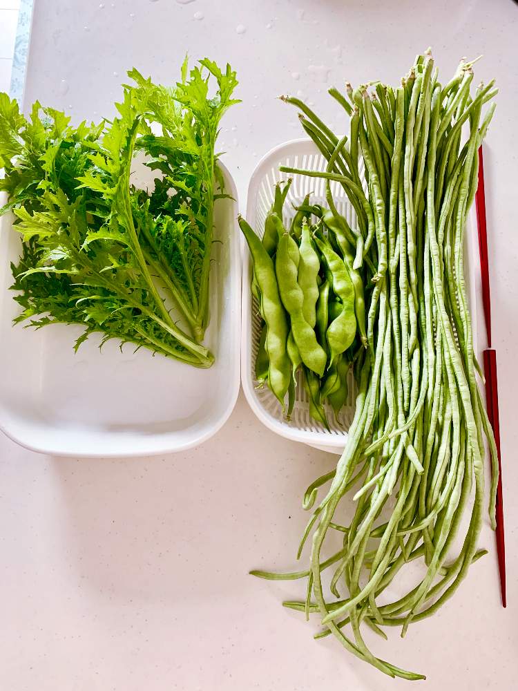 インゲンの投稿画像 By Ffさん わさび菜と十六ササゲと害虫駆除とお野菜と家庭菜園奮闘日記 19月8月1日 Greensnap グリーンスナップ