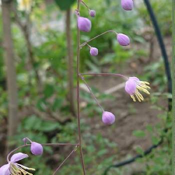 優しいお花 の投稿画像一覧 Greensnap グリーンスナップ