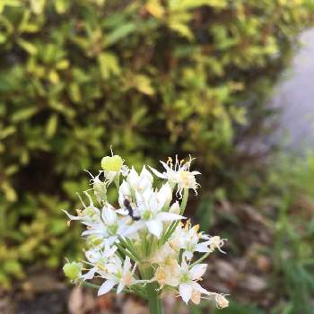 道路脇に咲く花の投稿画像一覧 Greensnap グリーンスナップ