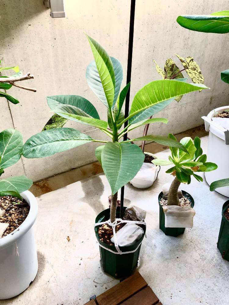 新芽がグング 観葉植物プルメリア苗 バロン君 第４種8 803 国際ブランド 第４種8 803