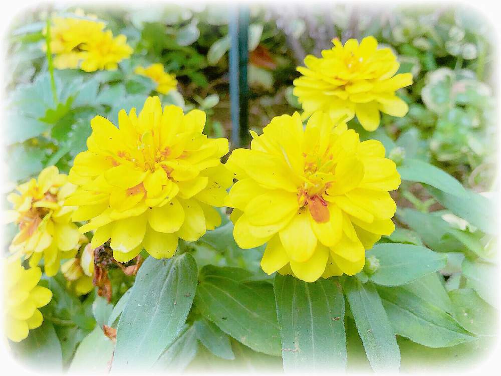 季節の花の投稿画像 By まにゃさん 黄色い花と横浜イングリッシュガーデンとマリーゴールド 黄色 オレンジときいろいお花と花のある暮らしとボタニカルスポット19夏 19月8月1日 Greensnap グリーンスナップ