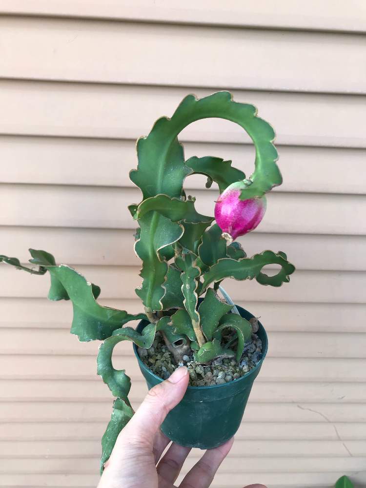 グリーン系海外並行輸入正規品 エピフィルム グアテマレンシス 植物 観葉植物 インテリア小物グリーン系 9 000 Eur Artec Fr