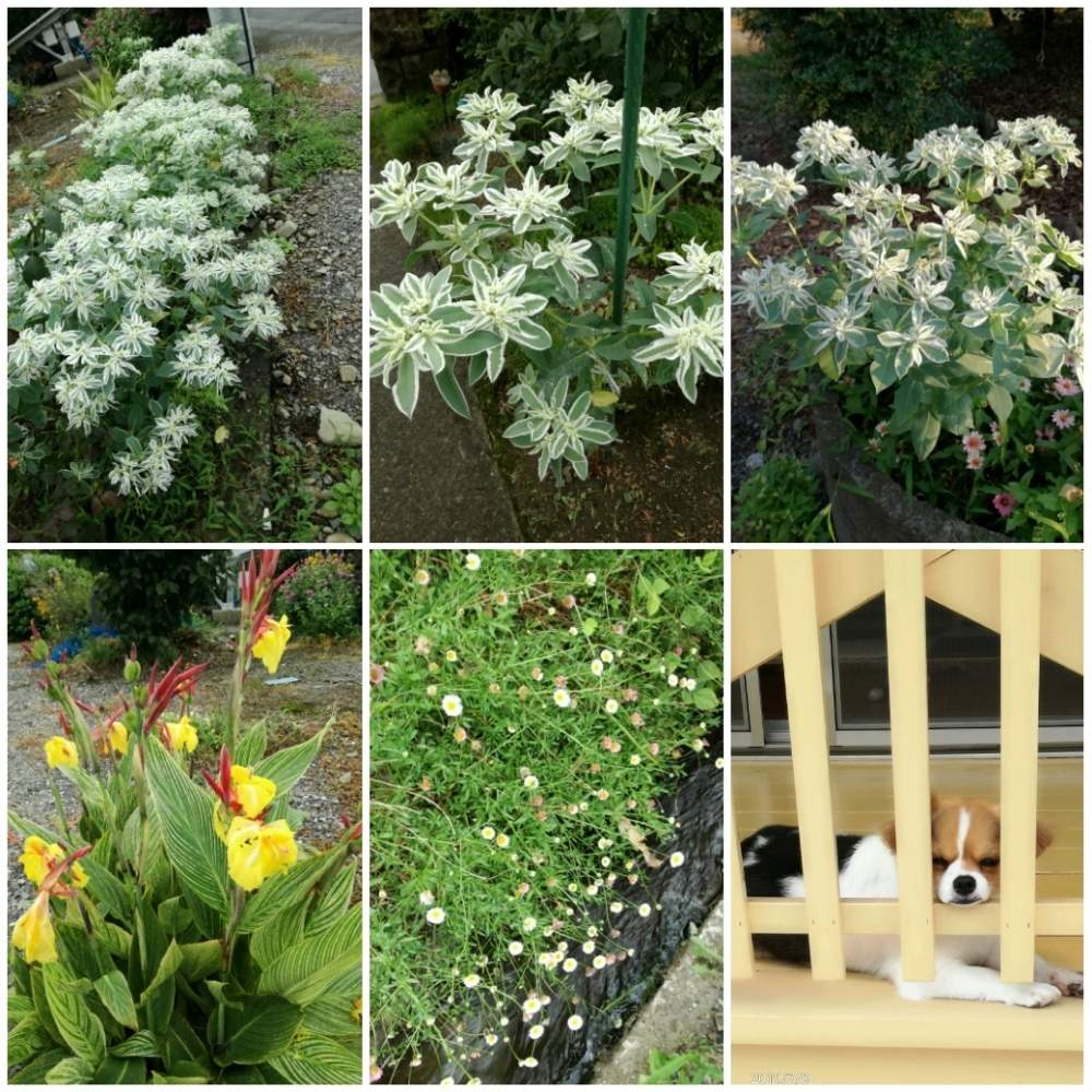 ユーフォルビア マルギナタ 初雪草 の投稿画像 By かゆさん お出かけ先とガーデニングと花のある暮らしと猫のいる生活とカンナ とガーデニングと花のある暮らしと猫のいる生活とカンナ 19月8月2日 Greensnap グリーンスナップ Greensnap グリーン