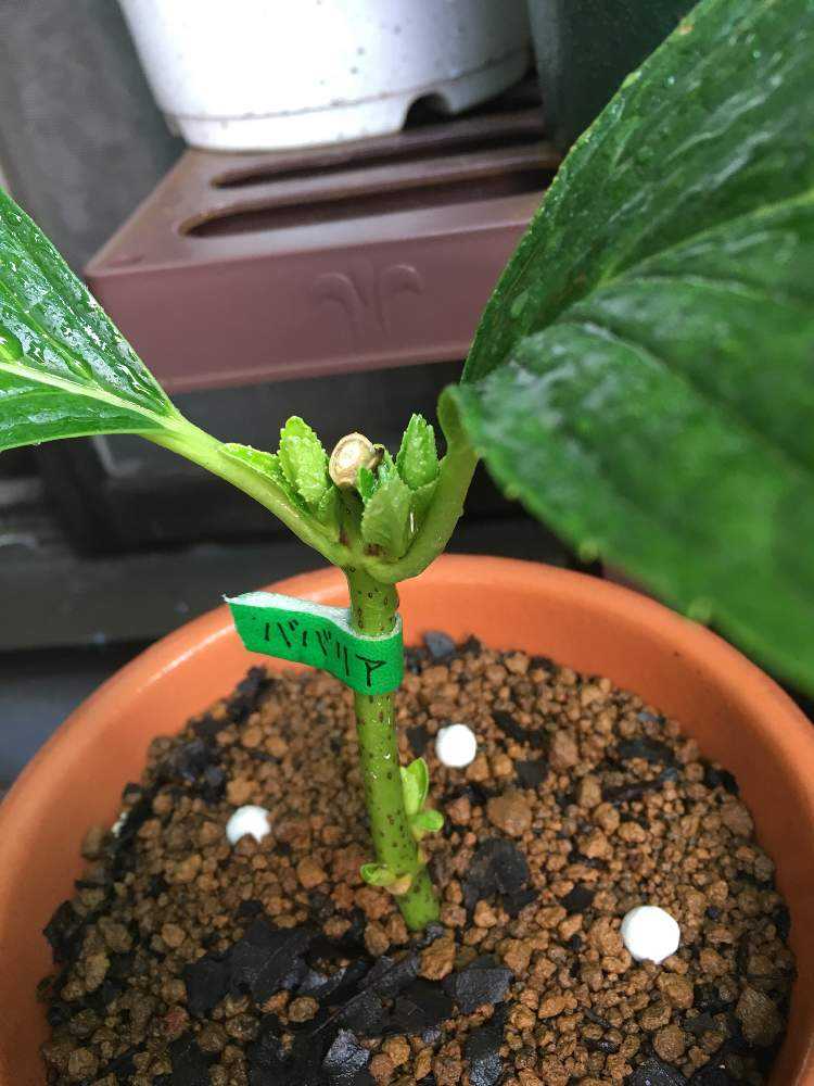 全ての ゆーぴょん様専用 紫陽花 アジサイ 挿し木中 八重咲き Virtualexpocenters Com