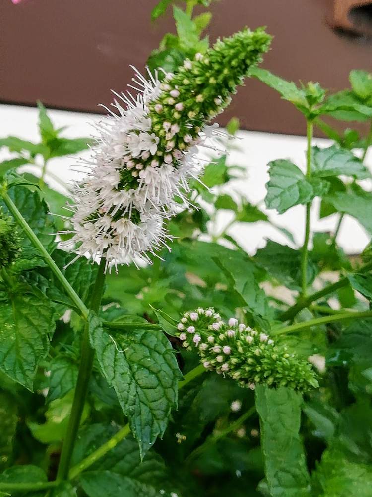 ミントの投稿画像 By モコモコ さん ハーブと白い花と花のある暮らし 2019月8月2日 Greensnap グリーンスナップ