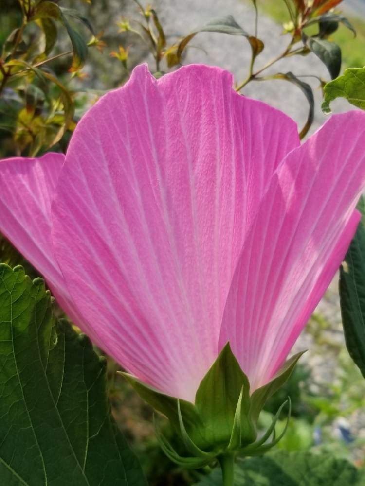 フヨウの投稿画像 By ゆりさん ピンクの花と花のある暮らしと大きい花 19月8月2日 Greensnap グリーンスナップ