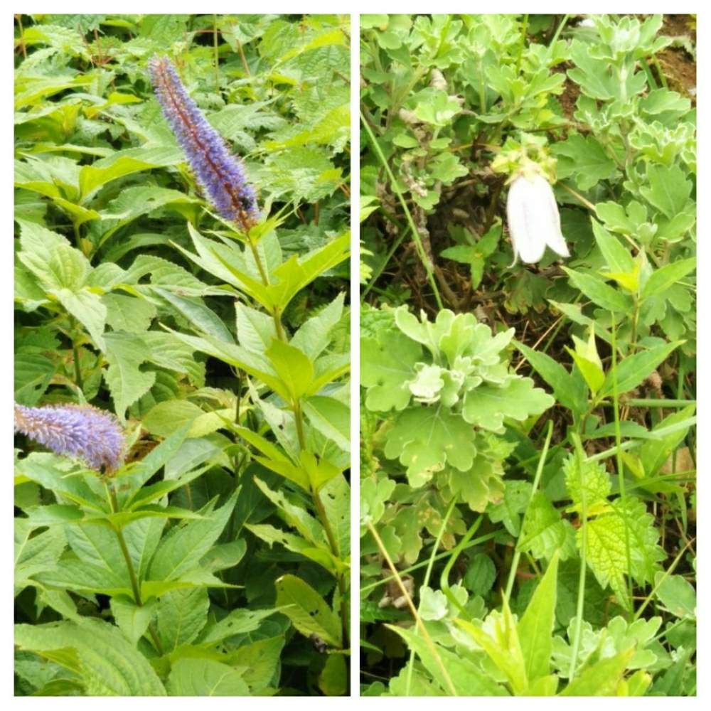 お花畑 の投稿画像 By Norikoさん 百花繚乱と伊吹山とチーム ブルーとお出かけ先と青い花マニアとお花畑 と百花繚乱と伊吹山とチーム ブルーと青い 花マニア 19月8月2日 Greensnap グリーンスナップ Greensnap グリーンスナップ