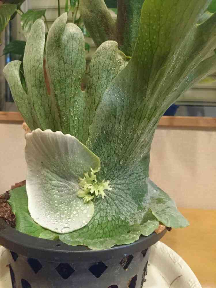 No.19 ワンダエの成長記録｜🍀GreenSnap（グリーンスナップ）