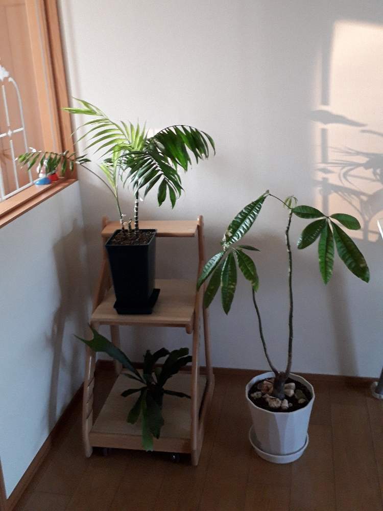 テーブルヤシの投稿画像 By うちでのこづちさん パキラと部屋 19月8月2日 Greensnap グリーンスナップ Greensnap グリーンスナップ